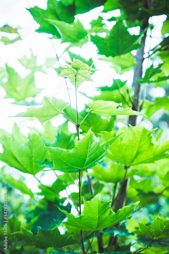 Maple's branches with beautiful green leaves. Selective focus. Maple's branches with beautiful green leaves. Selective focus.