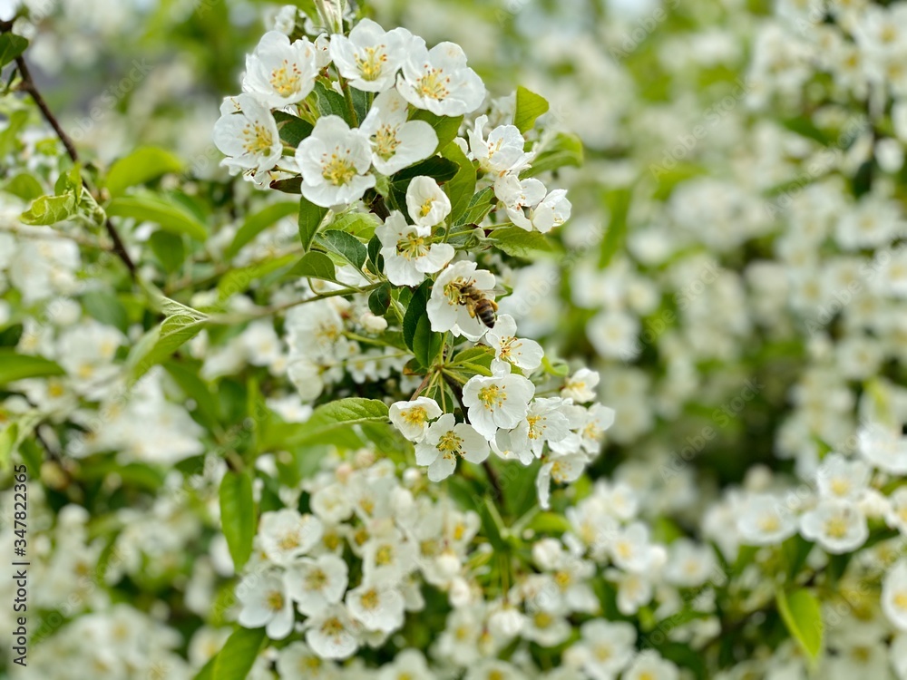 blossoming apple tree blossoming apple tree