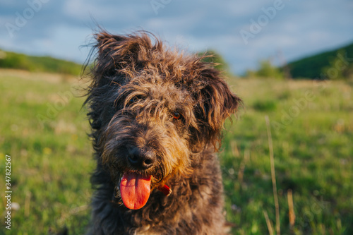 Funny shepherd mix breed dog having fun outdoors. 