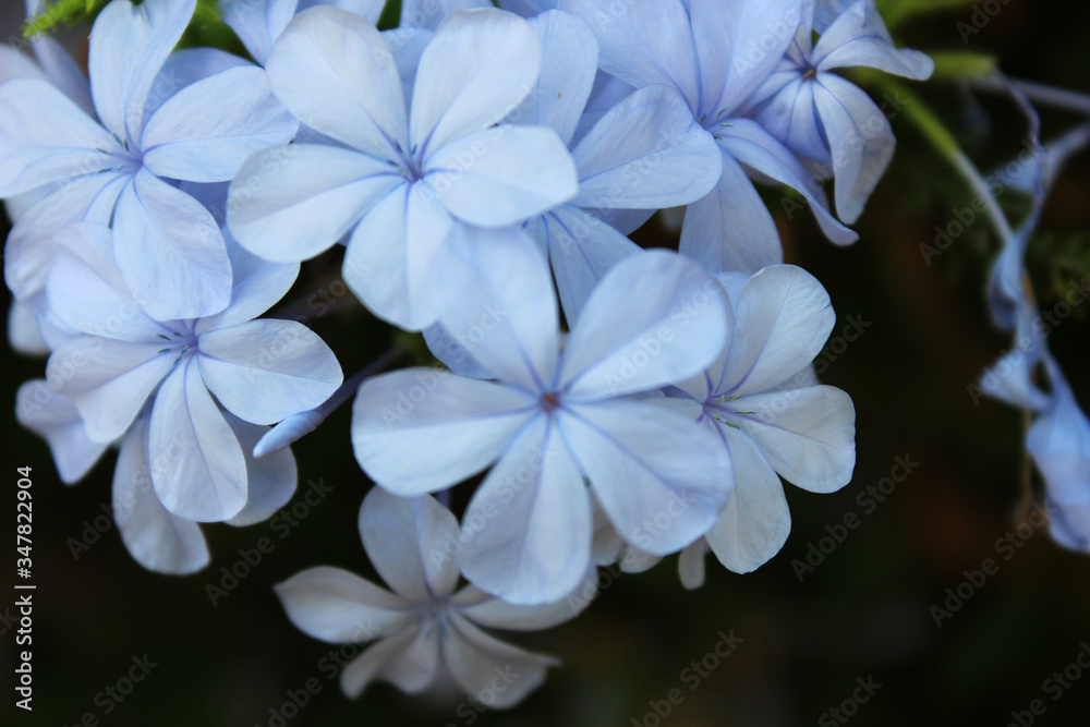 Flores azules llamadas Plumbago auriculata, jazmín azul​, malacara​, Plumbago Azul, Plumbago del Cabo o Jazmín del Cielo