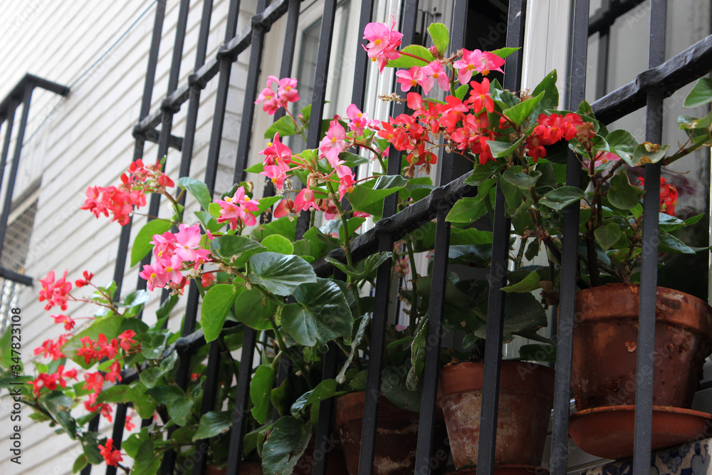 Fototapeta premium Ventana con flores en macetas