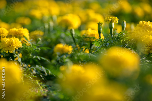 Yellow blossom flower in the garden . Bokeh yellow flower. Tropical flower in summer. 