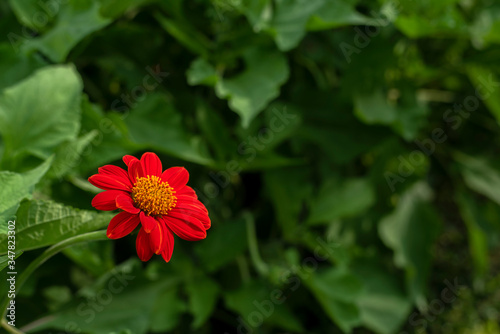 Red blossom flower in the garden . Bokeh Red flower. Tropical flower in summer. 