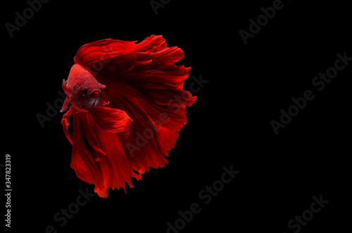 Red Siamese betta fish spreading fin and long tail dress swimming on a black background  Halfmoon Betta.
