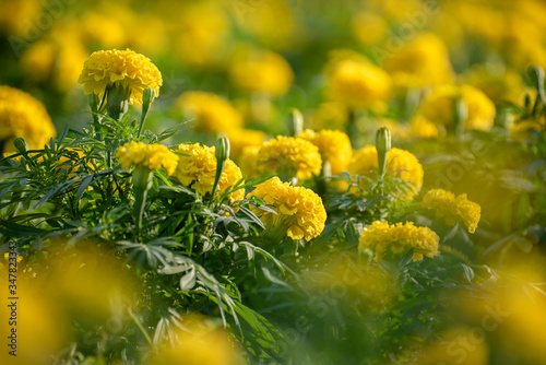 Yellow blossom flower in the garden . Bokeh yellow flower. Tropical flower in summer. 