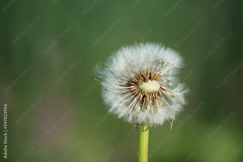 goldgelber Löwenzahn und zarte Pusteblumen goldgelber Löwenzahn und zarte Pusteblumen