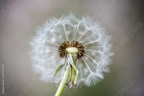 goldgelber L  wenzahn und zarte Pusteblumen