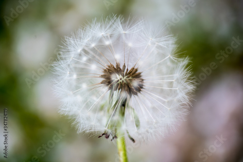 goldgelber L  wenzahn und zarte Pusteblumen