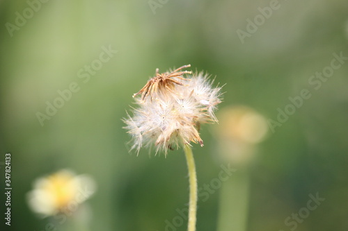 white dandelion wildflowers in a blooming garden blow away the seeds