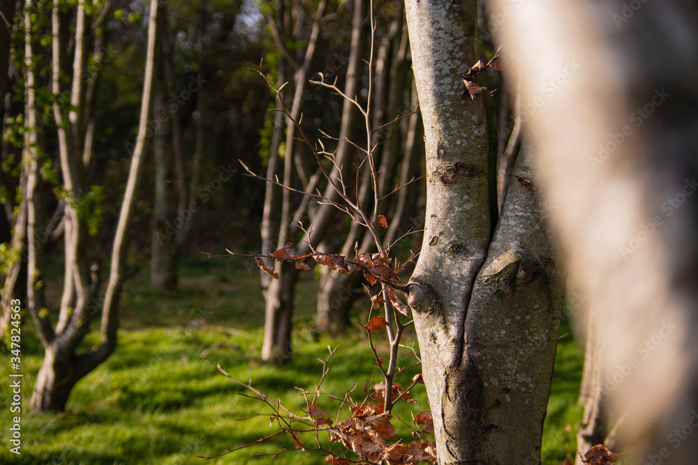 Sighthill Park Woodland in Edinburgh, Scotland Sighthill Park Woodland in Edinburgh, Scotland