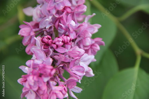 close up of lilac flowers