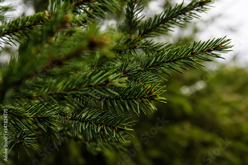 Picea abies