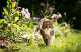 tabby white british shorthair cat walking in garden next to flower bed on a sunny day in spring