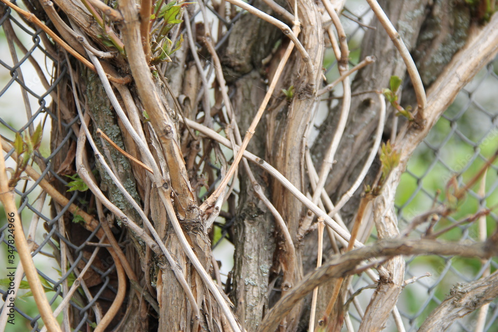 squirrel on the tree