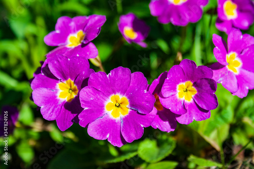 In spring, beautiful primrose flowers bloomed, blue in color, close-up, on the plot