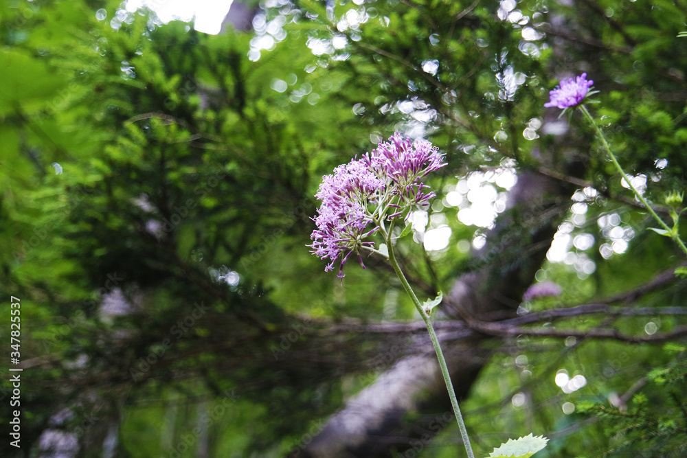 Fototapeta premium Pink flower in the forest