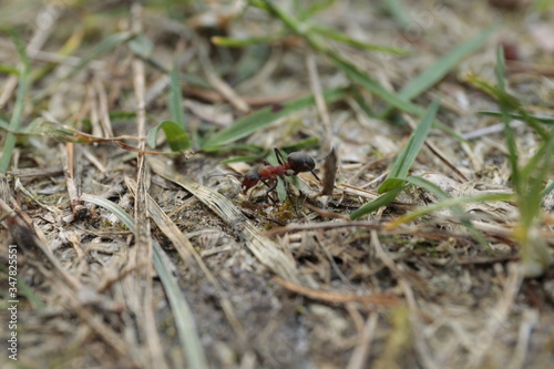 mrówka czerwona