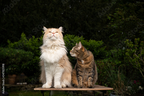 two different breeds of cats sitting side by side on a wooden table outdoors in the garden