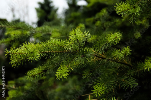 close up of pine needles Pseudotsuga menziesii