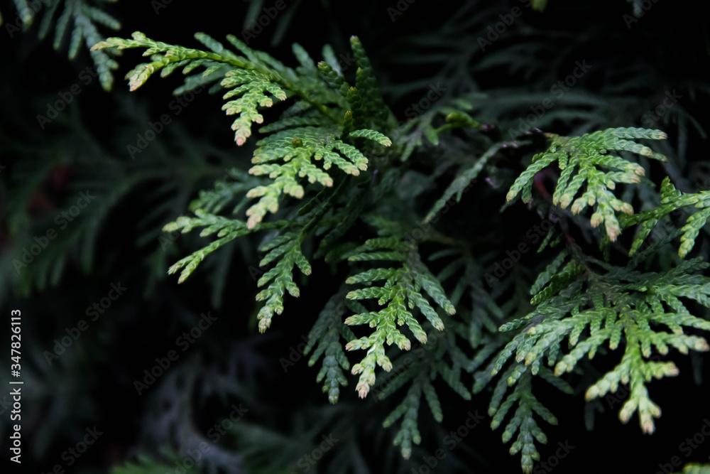 Thuja occidentalis 'Brabant' Thuja occidentalis 'Brabant'