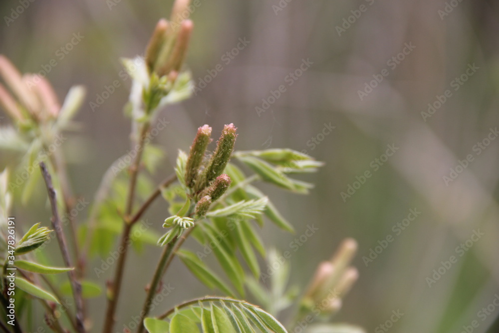 green grasshopper on a branch green grasshopper on a branch