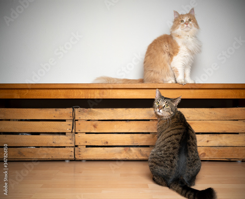 two different breeds of cats waiting for food looking expectantly