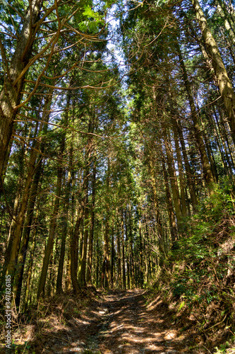 Fototapeta Naklejka Na Ścianę i Meble -  Footpath go in through a Cedar’s forest in Fukuoka prefecture, JAPAN.