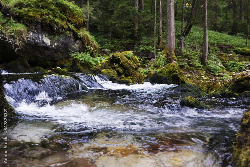 Fototapeta premium A creek in the forest