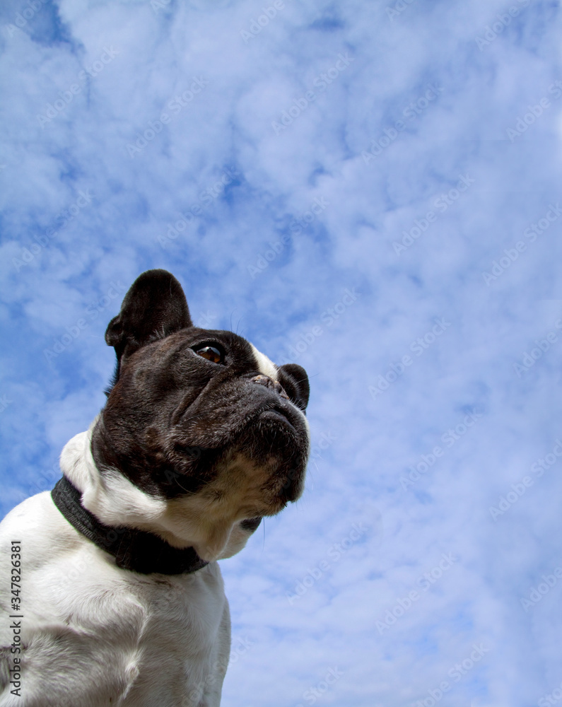 Close up portrait of a French Bulldog looking at light cloudy bluesky with copy-space.