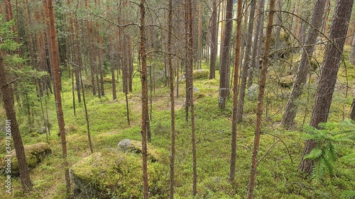 Stein wald Stone Wackelsteine Findlinge Ruhe  photo