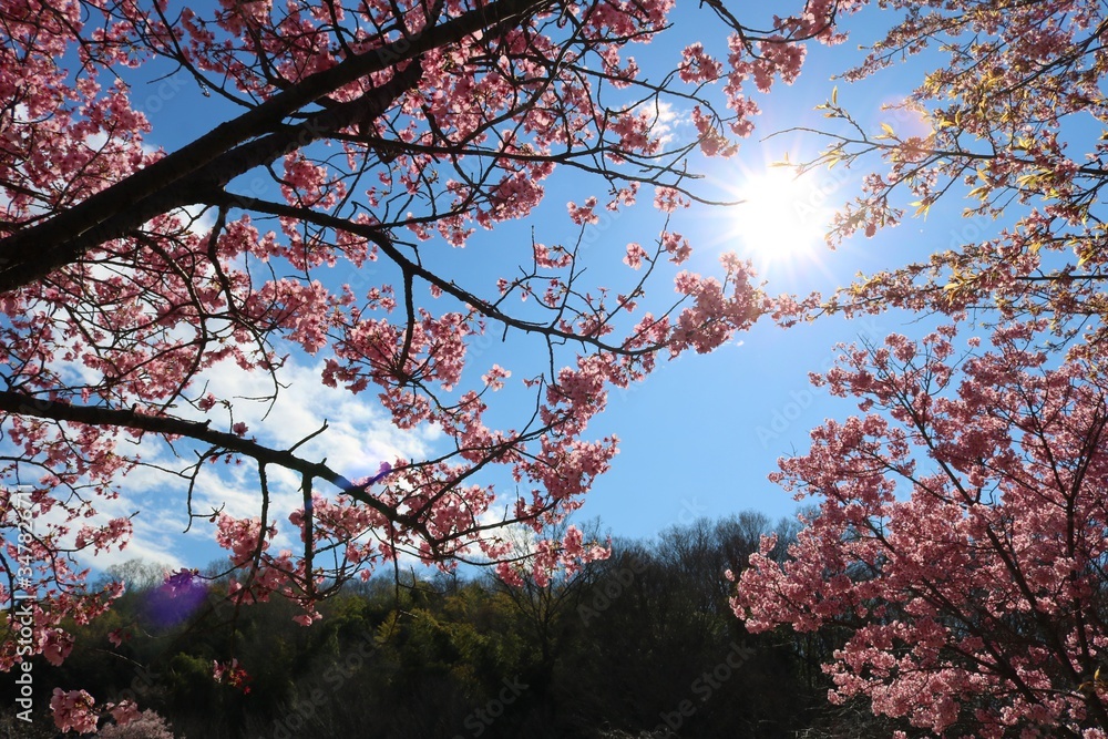 さくら 太陽 風景 さくら 太陽 風景