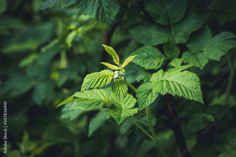 Raspberry bush in the garden. Selective focus. Raspberry bush in the garden. Selective focus.
