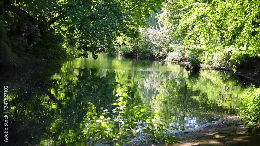 water in the pond, trees grow all around water in the pond, trees grow all around