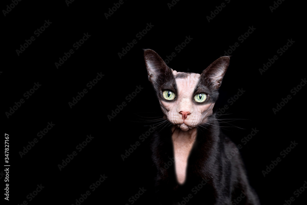 funny photo manipulation of two different cats mixed together. a black cat and a hairless sphynx cat