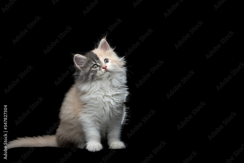 8 week old maine coon kitten with two different fur colors isolated on black background