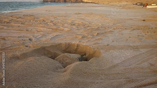 A giant turtle digging its nest at Rass al Hadd beach. The beach is part of Ras Al Jinz Turtle reserve in Sur, one beautiful tourist destination in Oman photo