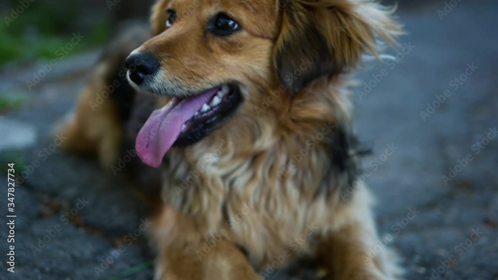 Dog sits with tongue sticking out.Close up portrait dogs.Breathing