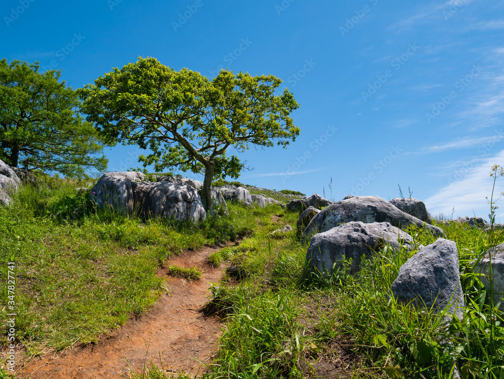 Tree on a karst plateau in Fukuoka prefecture, JAPAN. It is Hiraodai of karst plateau. Tree on a karst plateau in Fukuoka prefecture, JAPAN. It is Hiraodai of karst plateau.