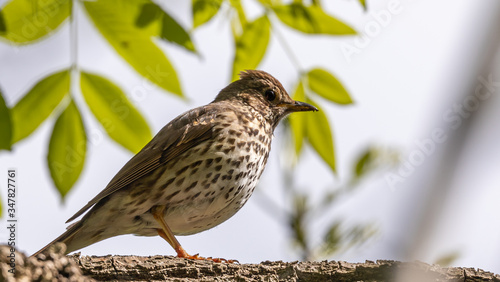 Song Thrush photo