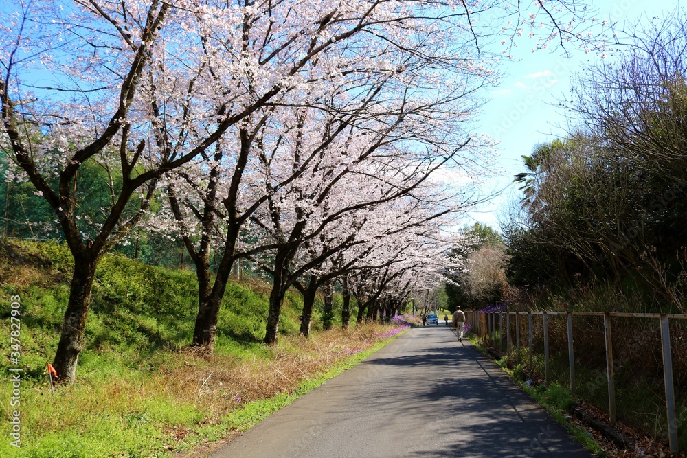 桜　道　春　風景　杤木