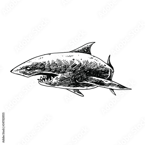 Shark vector illustration