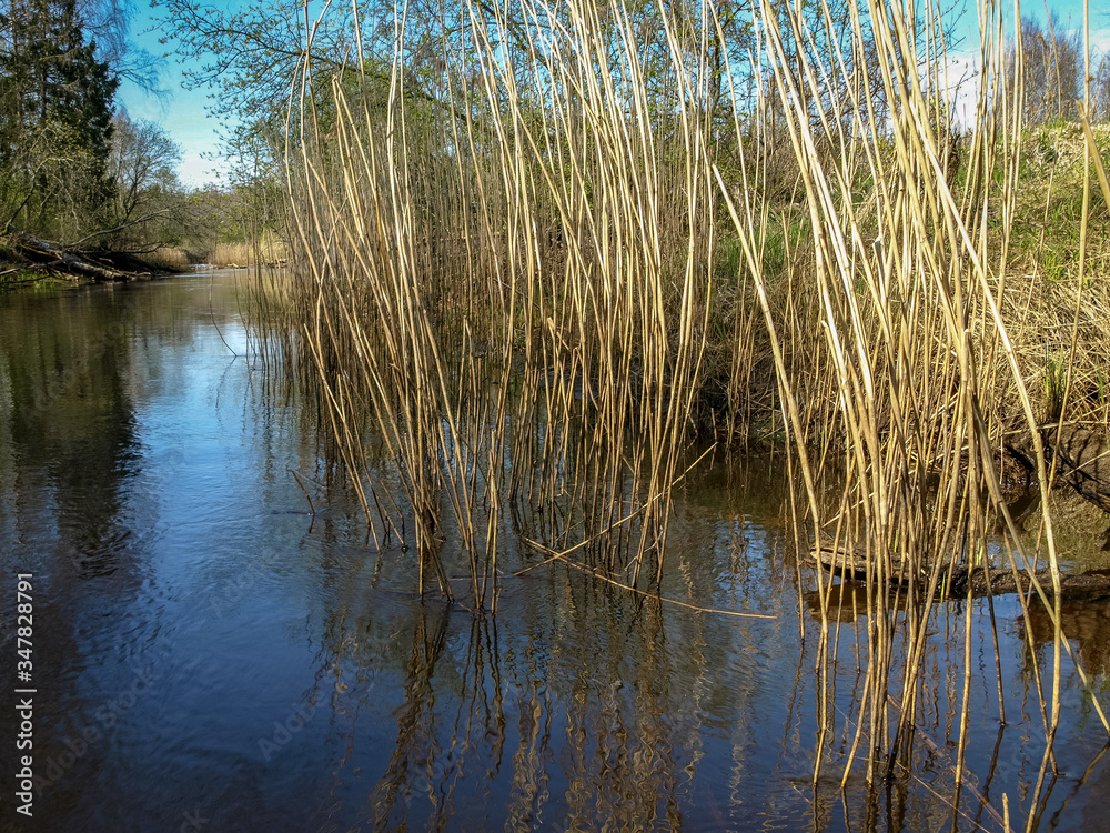 landscape with a small wild river bank, the first spring greenery, last year's reeds, tree reflections in the water landscape with a small wild river bank, the first spring greenery, last year's reeds, tree reflections in the water