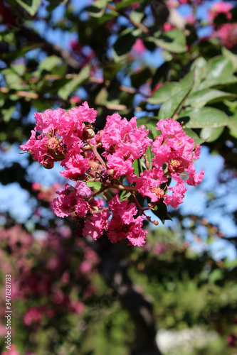 Flores rosas del árbol de Júpiter. También llamado Lagerstroemia indica (espumilla, lila de las Indias, lila del sur, crespón, crepe myrtle)
