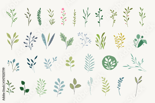 Set of natural and floral elements for graphic and web design. Vector illustrations for natural and organic products, beauty, fashion, spa and wellness, wedding and events, environment. 