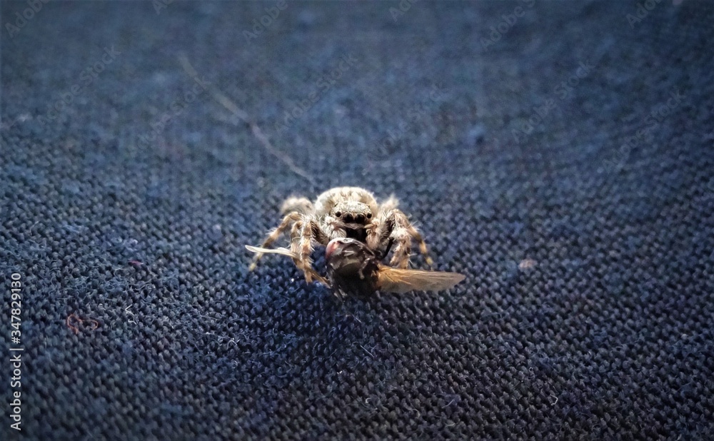 Obraz premium spider