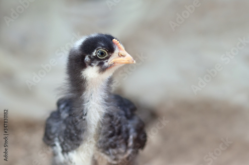 A small rooster or hen stands and stares into the distance