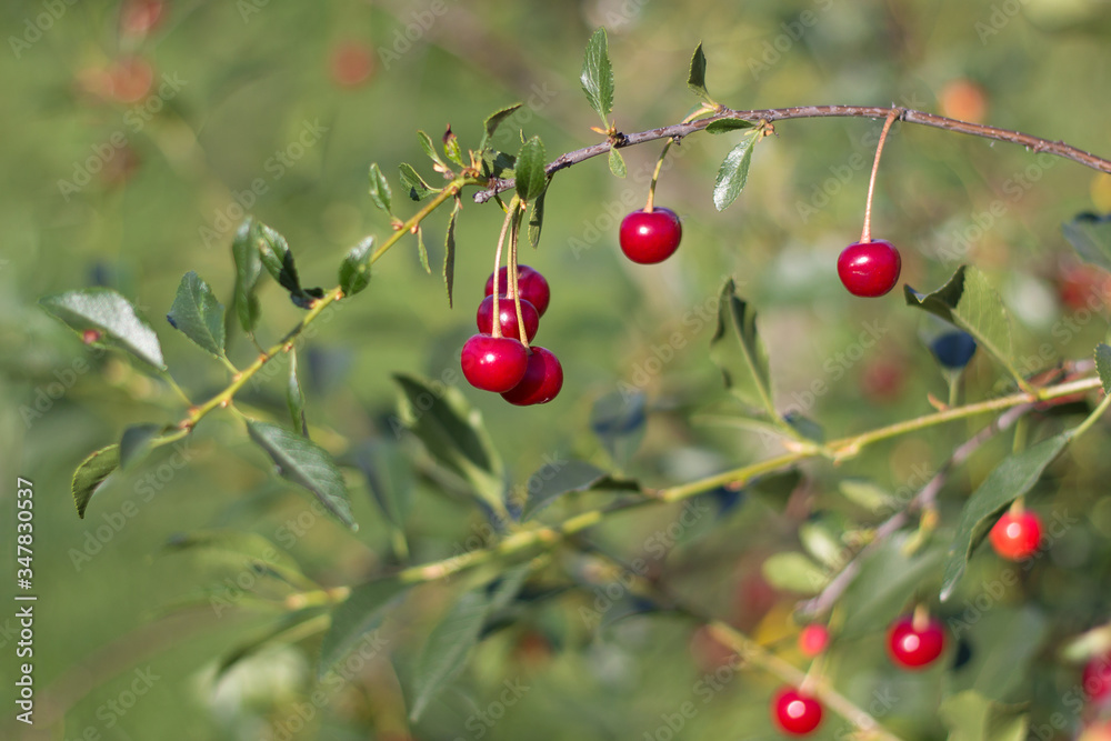 Red cherry  hanging from a branch on a Sunny day in the garden