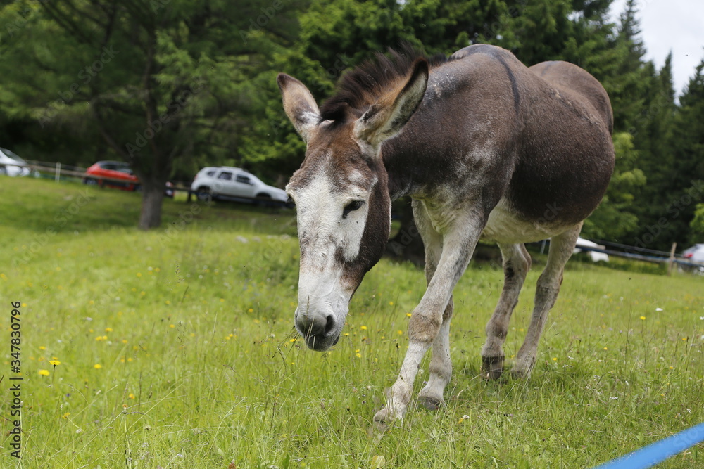 donkey in the pasture. Donkey in a nature reserve. Farm animal in pasture. Farm animal, countryside, domestic mule. donkey in the pasture. Donkey in a nature reserve. Farm animal in pasture. Farm animal, countryside, domestic mule.
