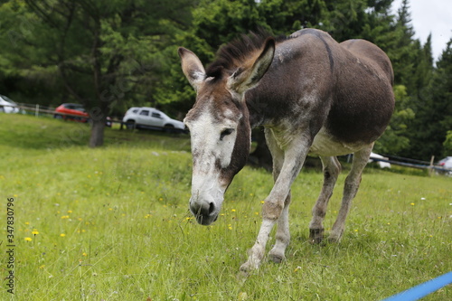 donkey in the pasture. Donkey in a nature reserve. Farm animal in pasture. Farm animal, countryside, domestic mule.