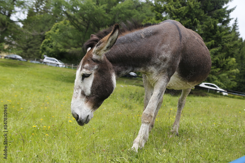 donkey in the pasture in a nature reserve. Farm animal in pasture. Farm animal, countryside, domestic mule. donkey in the pasture in a nature reserve. Farm animal in pasture. Farm animal, countryside, domestic mule.